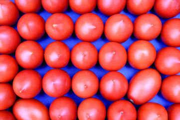 Rows of Red Ripe Tomatoes