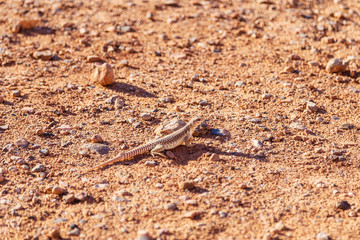 Closeup of desert iguana (Dipsosaurus dorsalis) in Valley of Fire National Park, Nevada, USA