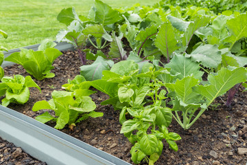raised bed in vegetable garden with leafy vegetables