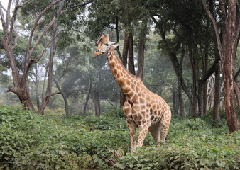 Giraffe, Kenya