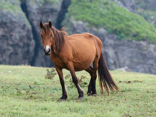 Obraz premium 与那国馬