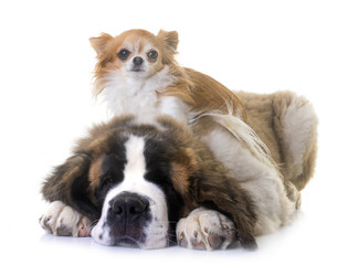 puppy saint bernard and chihuahua