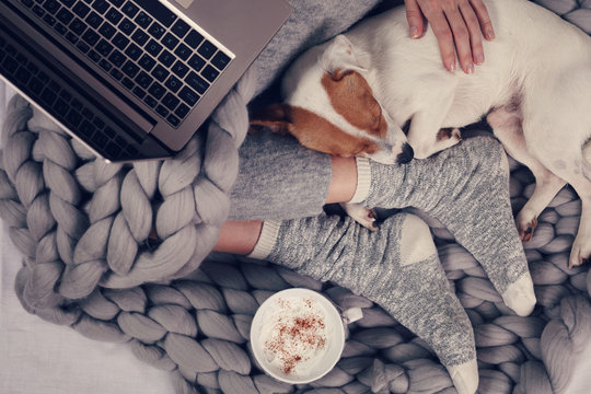 Woman in cozy home clothes relaxing at home with sleeping dog Jack Russel Terrier, drinking cacao, using laptop, top view. Comfy lifestyle.