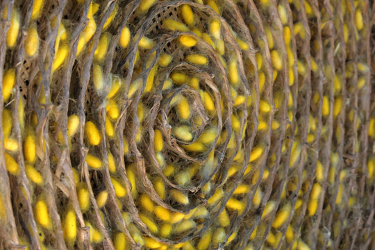 life cycle of silk worm