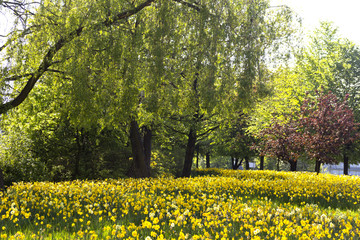 Obraz premium dandelion flower