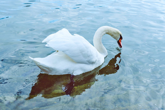 Schwanensee Schwan