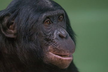 Portrait of funny and smiling Bonobo, close up