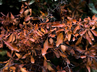 tree full of yellow leaves in autumn