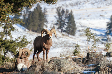 Naklejka premium Bighorn Sheep in Yellowstone National Park