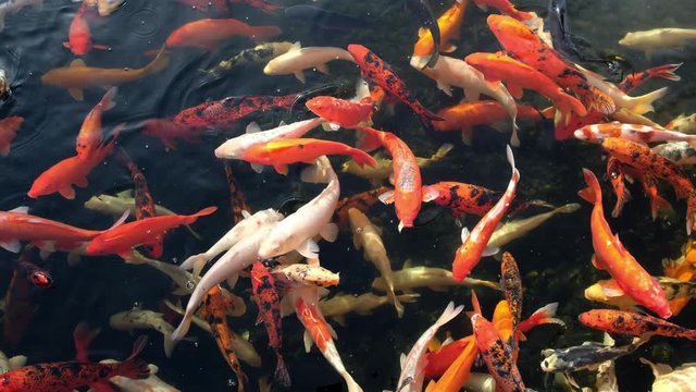 koi carp fish swarm - many colorful koi fishes 
