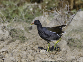 Common Moorhen Walking