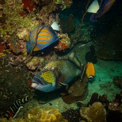 Fish on a reef