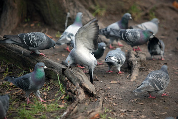 piękny szary gołąb ląduje