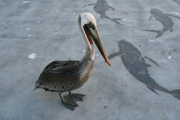 Pelican on a pier