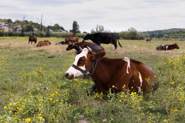 Herd of cows. Cows on the field