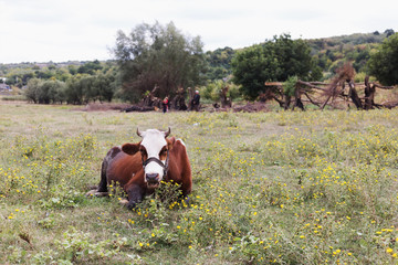 Herd of cows. Cows on the field