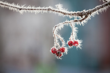 Rowan berries covered in snow at winter