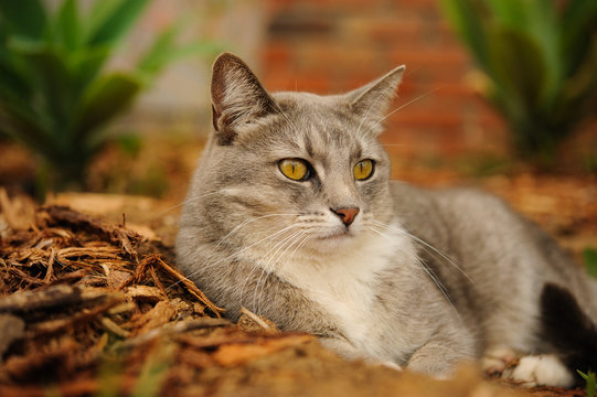 Grey cat lying down in garden