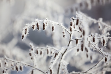 Frozen bush at cold autumn day
