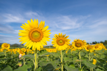Sunflower with a sky background. with copy space for your text message