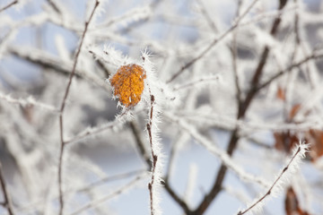 Frozen leaf at cold autumn day