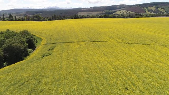CAMPO DE FLORES DE CANOLA EN CHILE DURANTE LA PRIMAVERA