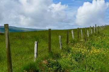 Fence posts grassy field