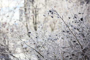Frozen black berries in bush at cold autumn day