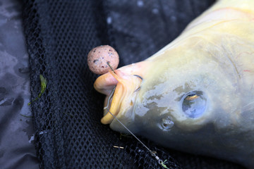 Big carp .