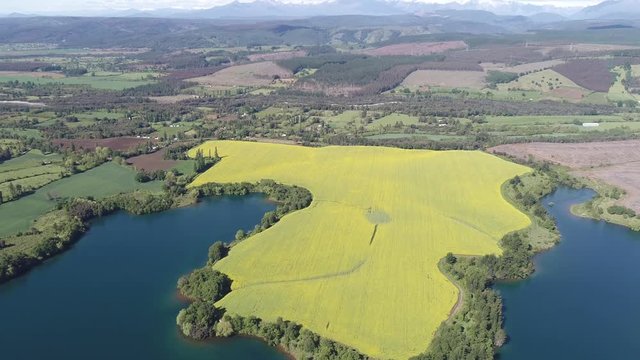 CAMPO DE FLORES DE CANOLA EN CHILE DURANTE LA PRIMAVERA