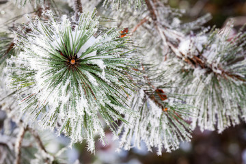Hoarfrost spruce branch detail cold winter day