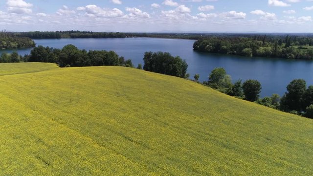 CAMPO DE FLORES DE CANOLA EN CHILE DURANTE LA PRIMAVERA