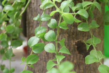 Leaves on the background of a tree