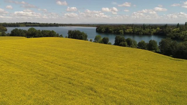 CAMPO DE FLORES DE CANOLA EN CHILE DURANTE LA PRIMAVERA