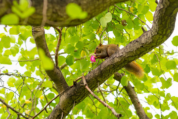 Squirrel eats a pink flower on a tree among leaves. Suan Luang Rama IX Park after rain. Wildlife of Bangkok, Thailand