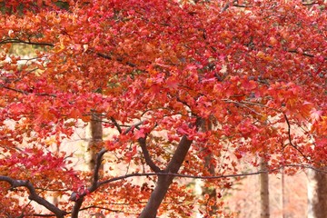 Maple leaves in spring