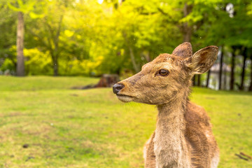 Portrait of Nara deer in Nara, Japan. Popular wild deer in Nara Park, a public park where over 1,200 wild sika rotates freely and are considered a natural monument. Blurred background.