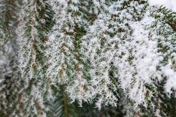 Hoarfrost spruce branches detail cold winter day