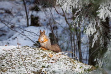 Eurasian red squirrel at winter