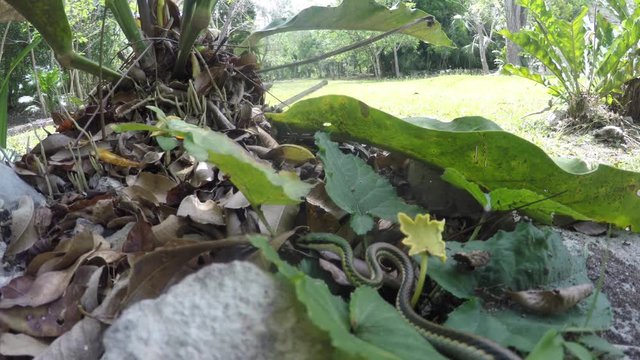 Green snake in the jungle floor
