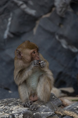 Monkey eating 