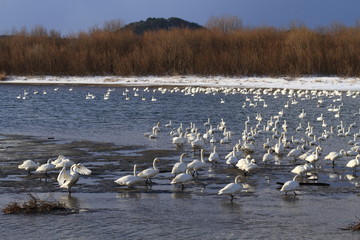 白鳥の群れ　Flock of swans / Sakata, Yamagata, Japan