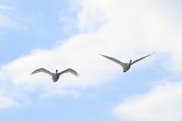 飛ぶ白鳥　Swan flying	
