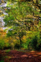 Fototapeta premium Forest paths