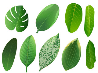 Fototapeta na wymiar Summer, spring leaves set. Green flat icon. vector, Isolated on white