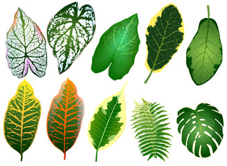 Summer, spring leaves set. Green flat icon. vector, Isolated on white