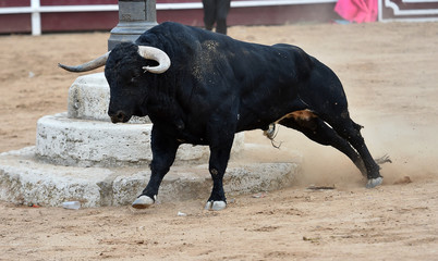bull spanish