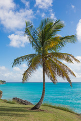 Fototapeta na wymiar Barbados Coastline with Beautiful Torquise Water and Palm Tree