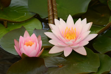 Pink Lotus.