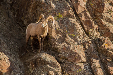 Ram on the Rocks
